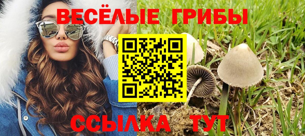 Брянск  Псилоцибиновые грибы GOLDEN TEACHER  Вход с VPN  Псилоцибиновые грибы мицелий 